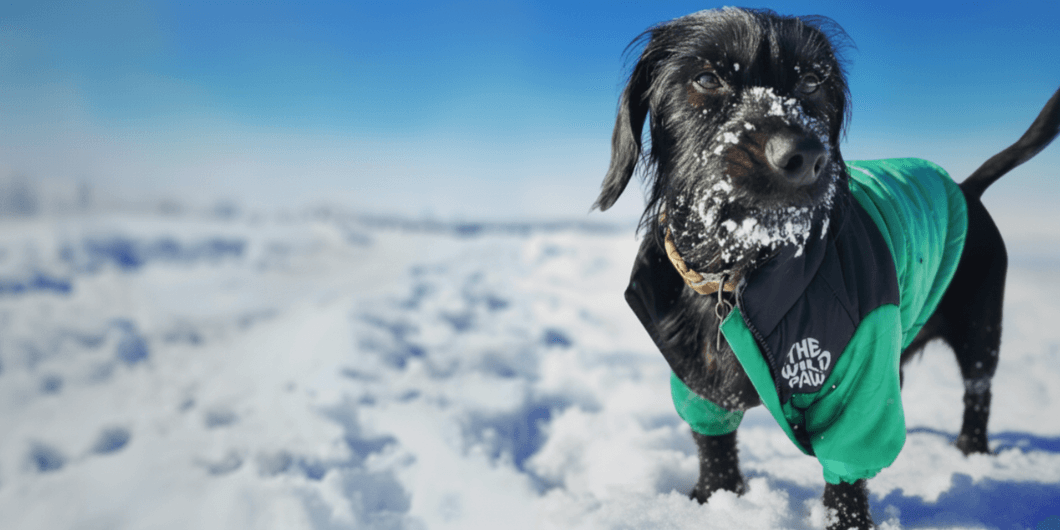 Dog in Highlander Insulated Jacket from The Wild Paw standing in the snow with a blue sky background