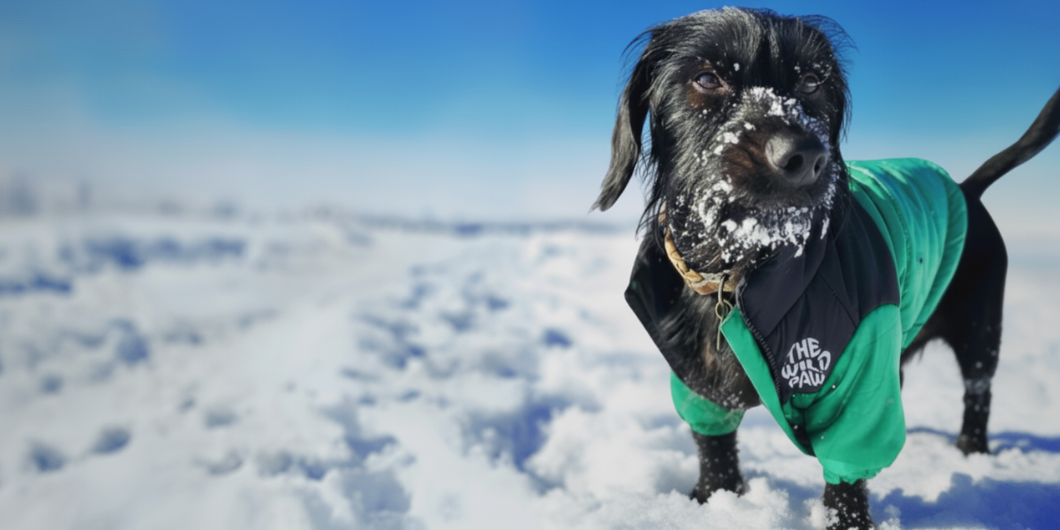 Dog in a green coat standing in the snow with a blue sky background